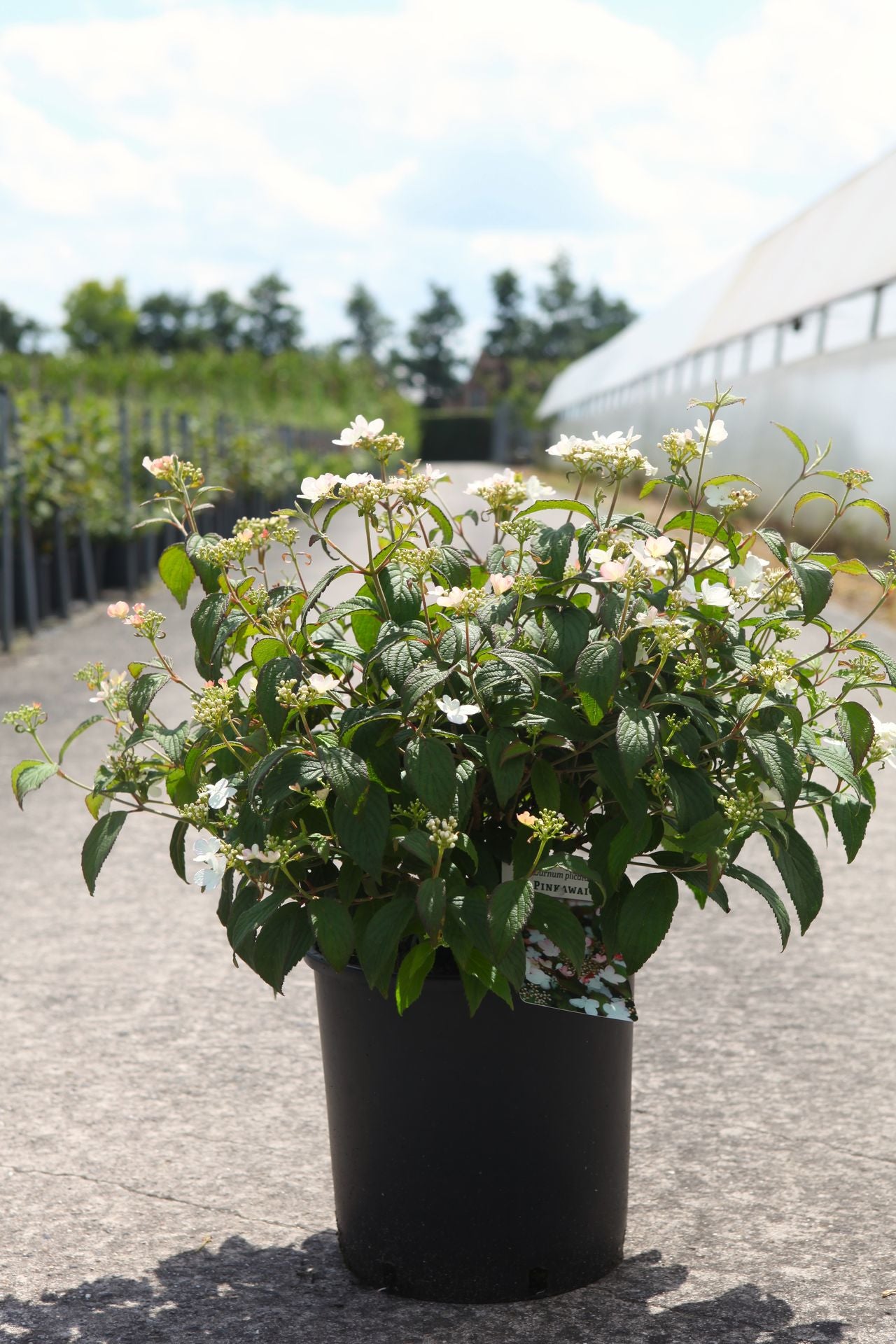 Viburnum plicatum PINKAWAI (PBR)