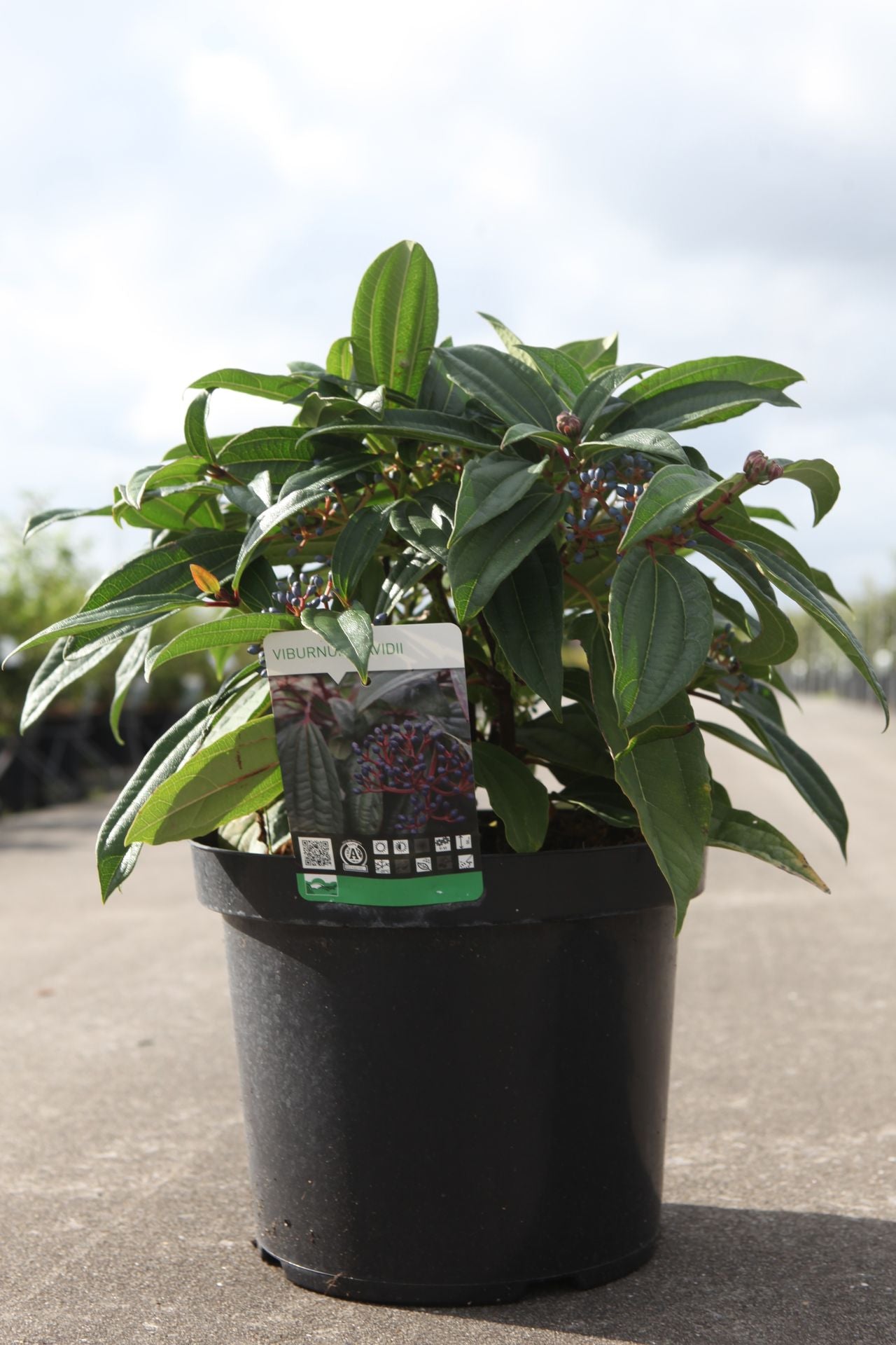 Viburnum davidii