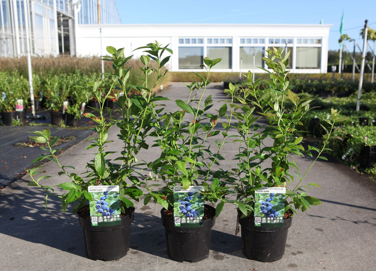 Vaccinium corymbosum 'Goldtraube 23'