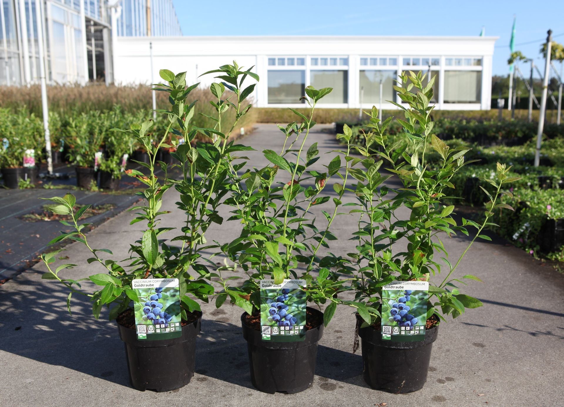 Vaccinium corymbosum 'Goldtraube 23'