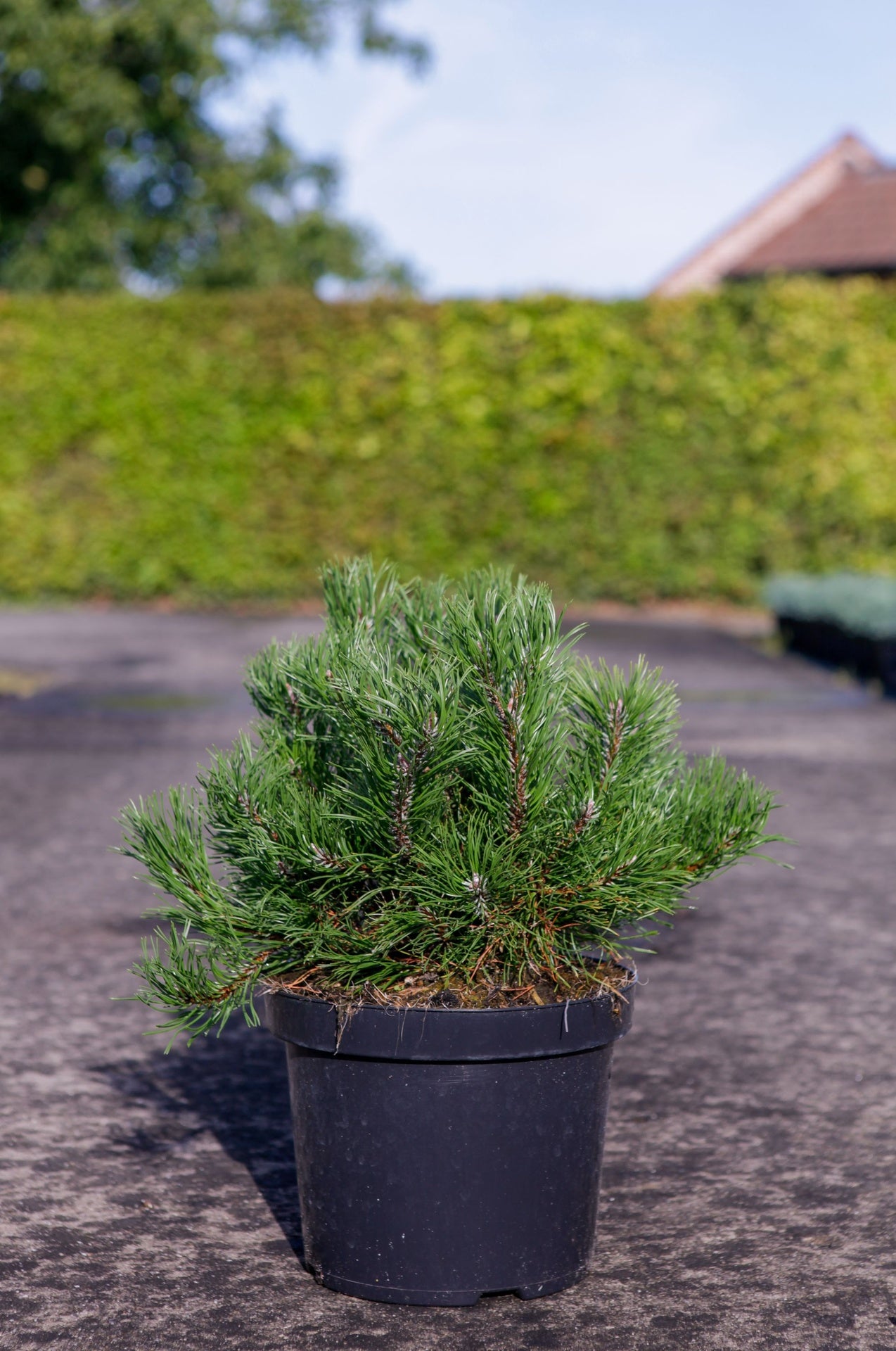 Pinus mugo pumilio