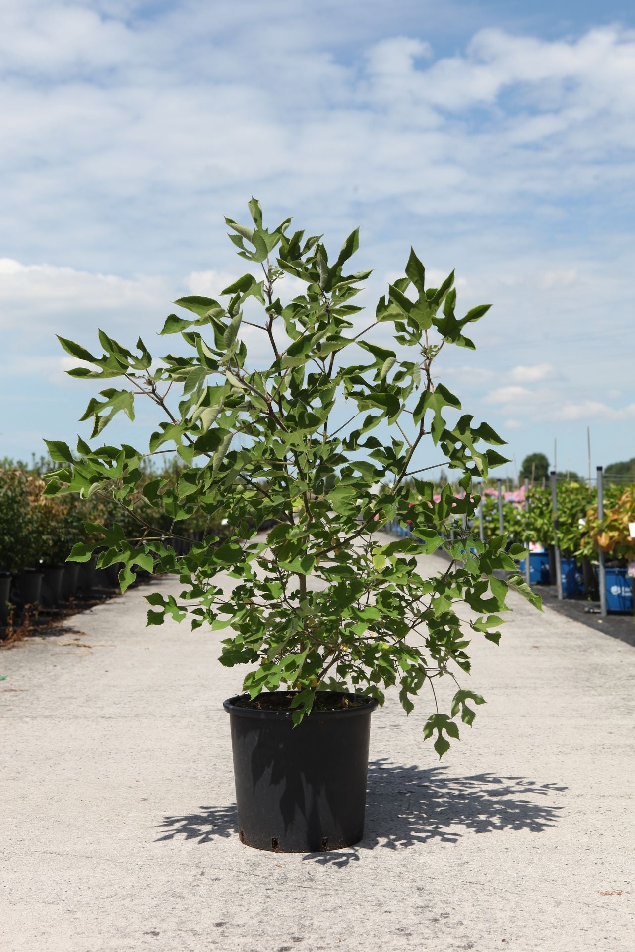 Broussonetia papyrifera