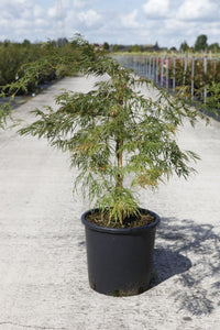 Acer palmatum 'Dissectum'