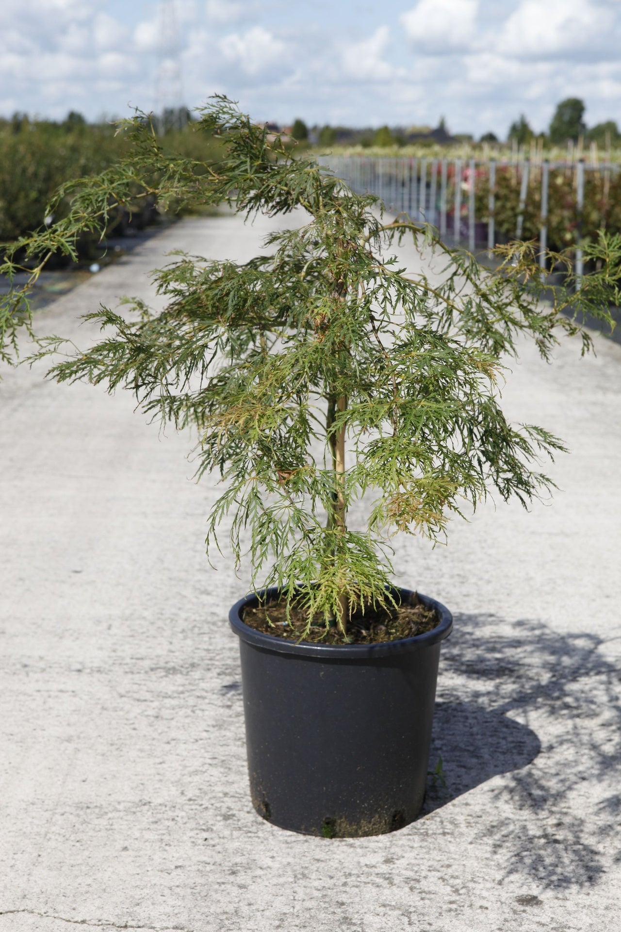 Acer palmatum 'Dissectum'