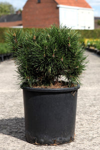 Pinus mugo 'Varella'