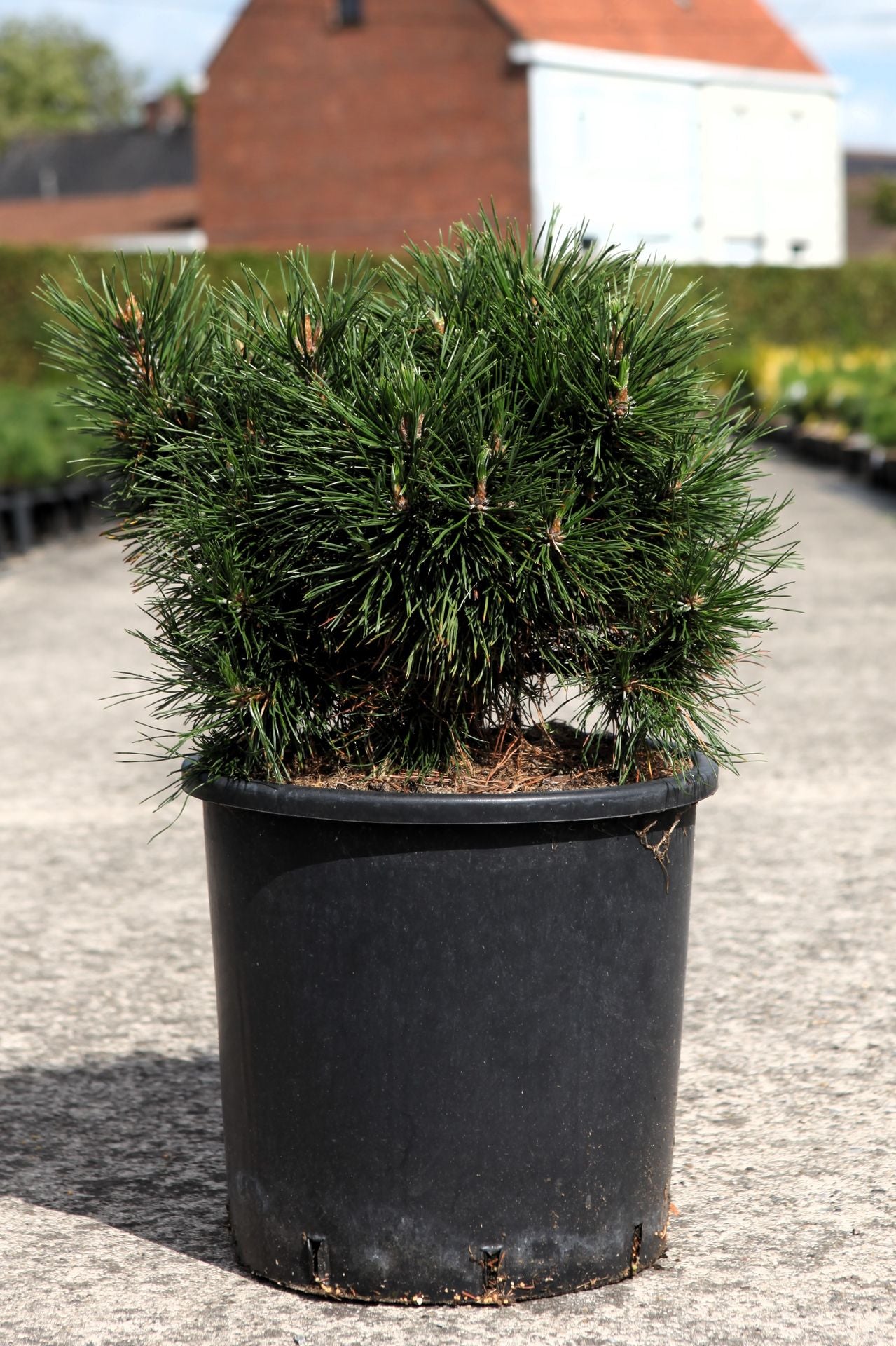 Pinus mugo 'Varella'