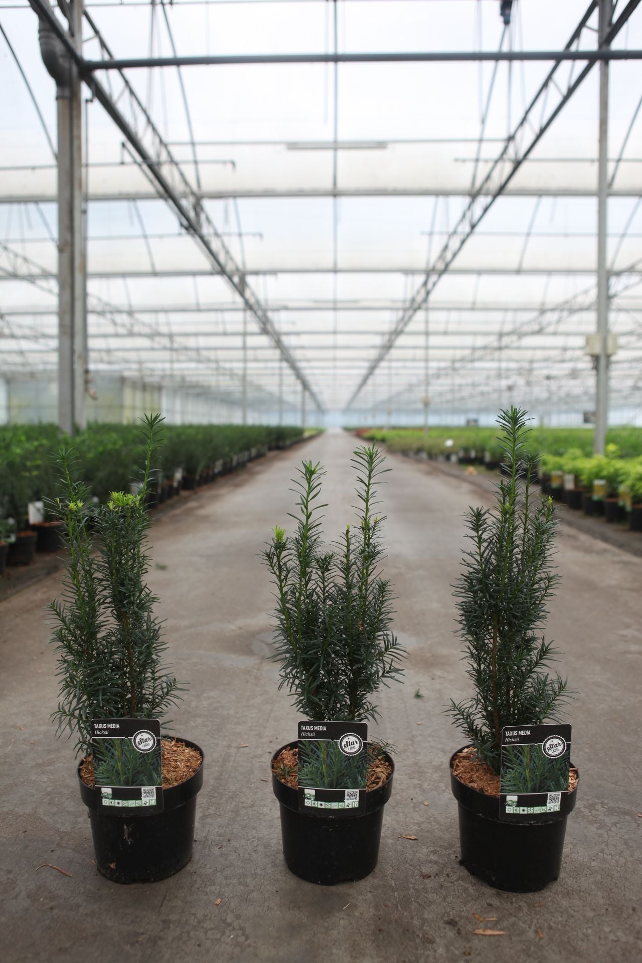 Taxus media 'Hicksii'
