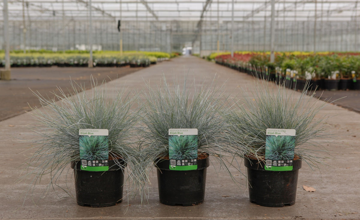 Festuca glauca 'Elijah Blue'