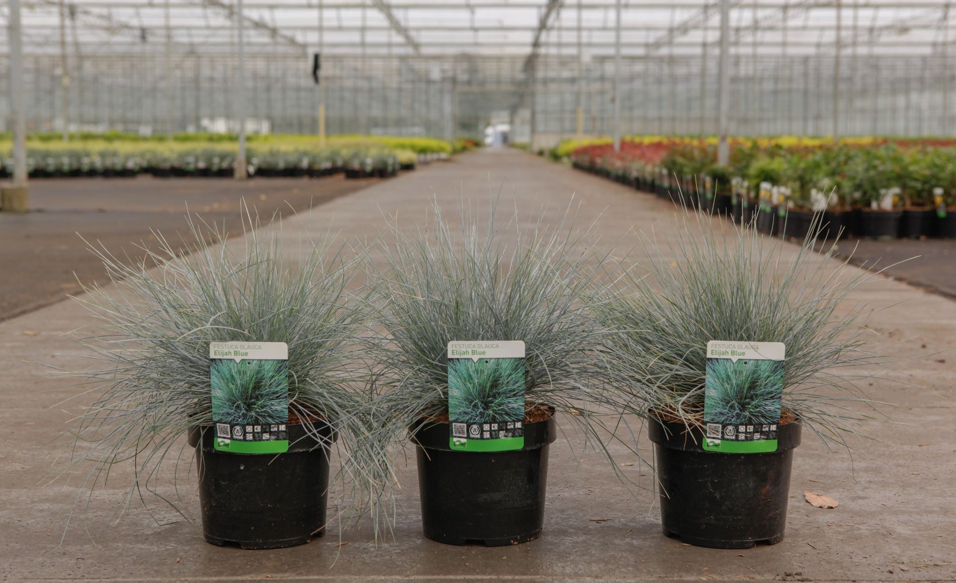 Festuca glauca 'Elijah Blue'