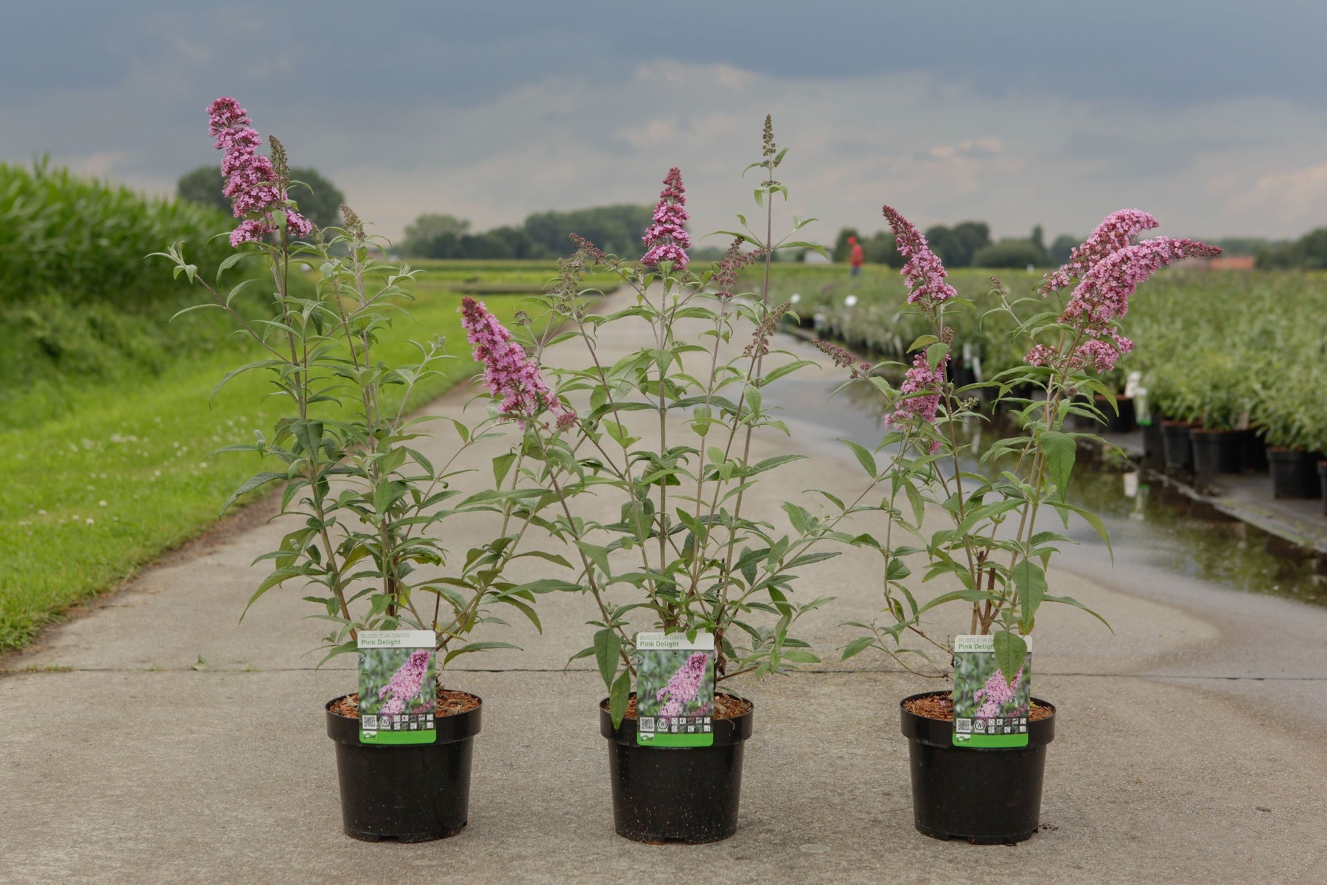 Buddleja davidii 'Pink Delight'