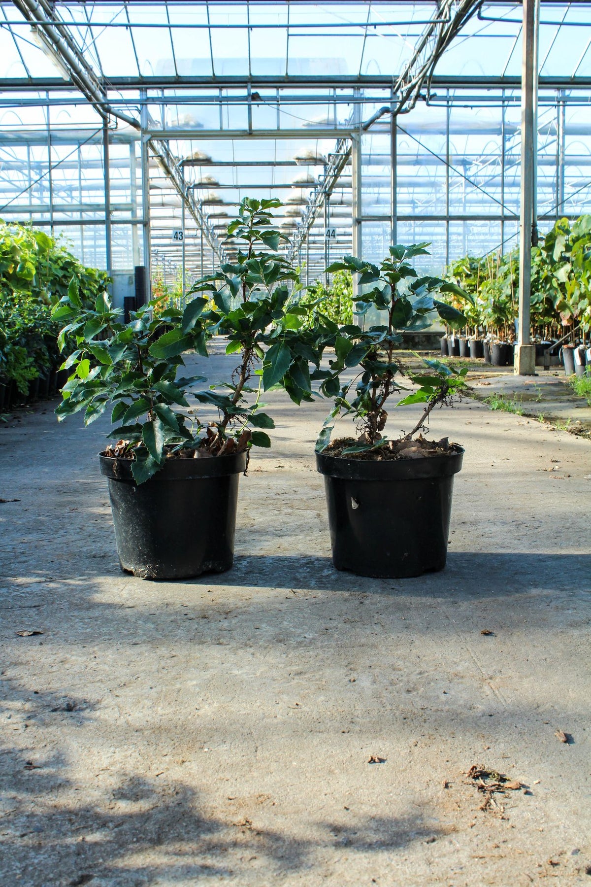Mahonia aquifolium 'Apollo'
