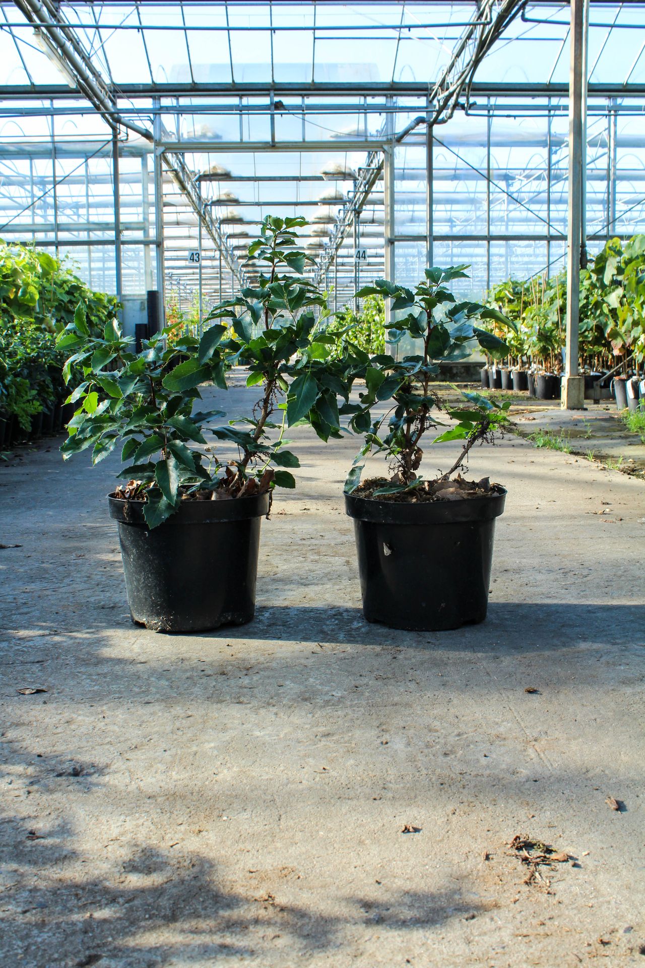Mahonia aquifolium 'Apollo'