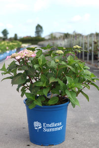 Hydrangea macrophylla ‘Summer Love’ reblooming mophead hydrangea showing early pink buds before full bloom