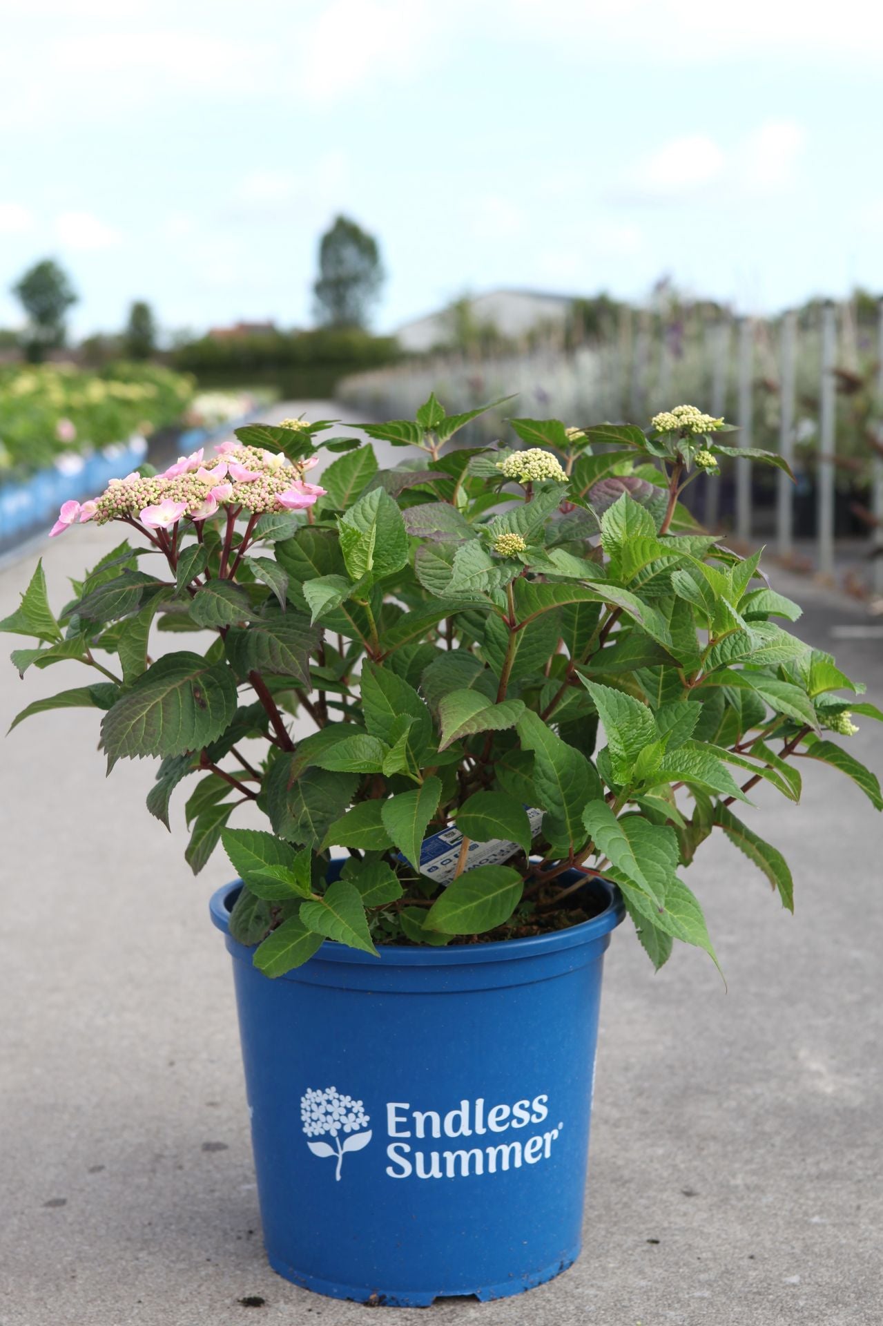 Hydrangea macrophylla ‘Summer Love’ reblooming mophead hydrangea showing early pink buds before full bloom