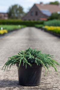 Juniperus squamata 'Blue Spider'