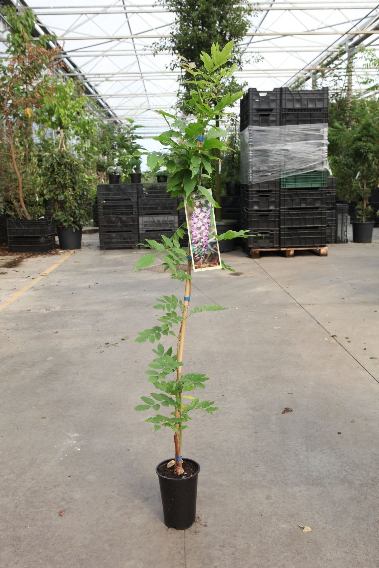 Wisteria formosa 'Issai (syn. Domino)'