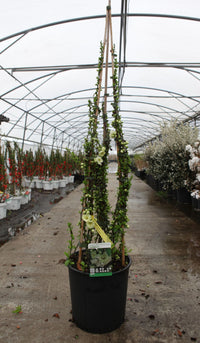 Chaenomeles speciosa 'Yukigoten'