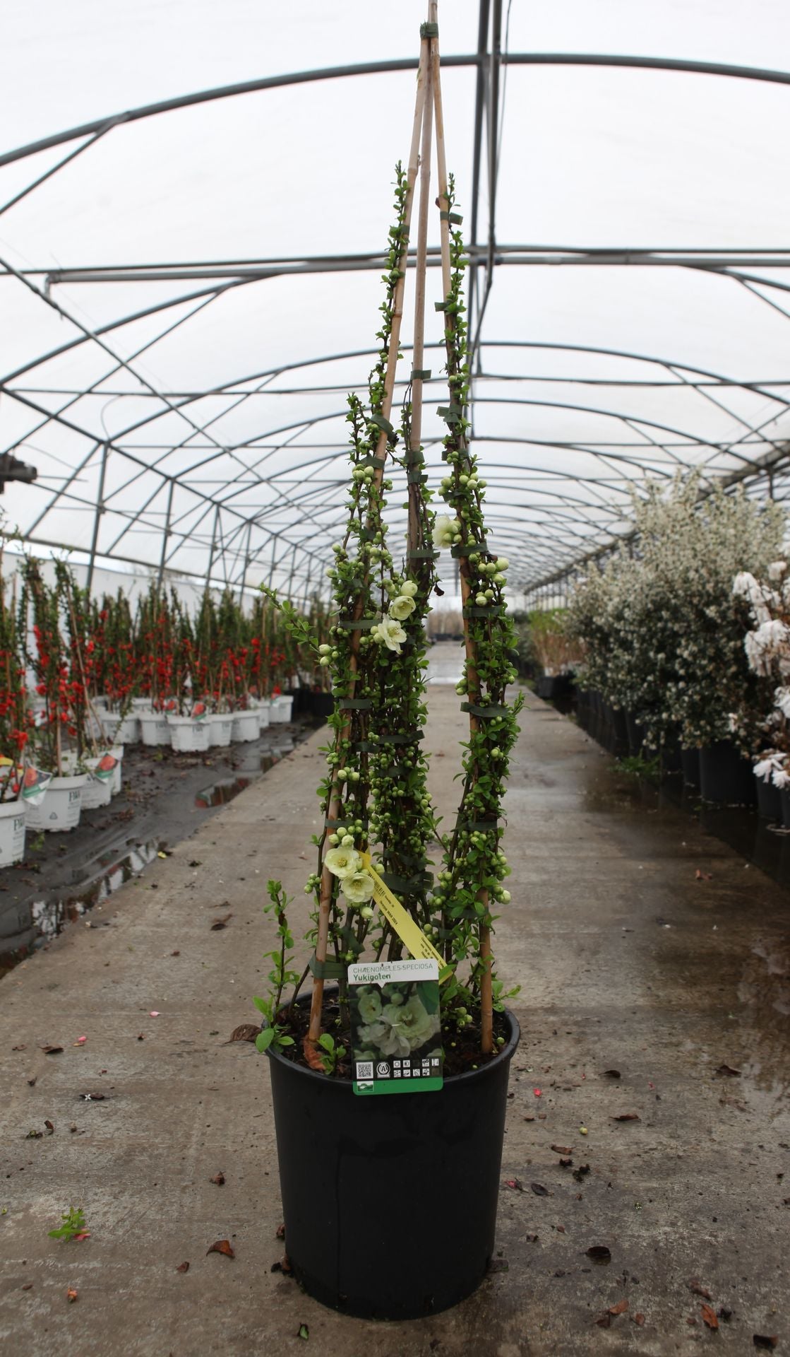 Chaenomeles speciosa 'Yukigoten'