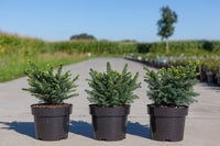 Picea omorika 'Karel'
