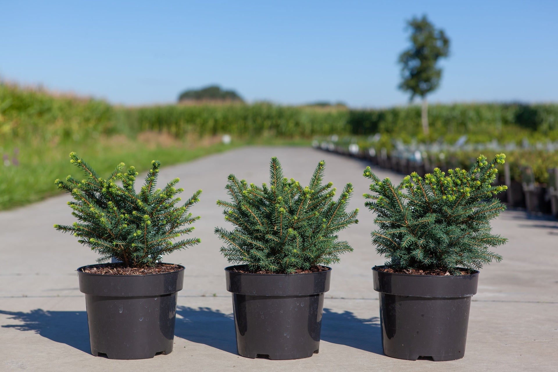 Picea omorika 'Karel'