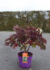 Hydrangea quercifolia ‘Jetstream’ First Editions shrub in pot with deep red autumn foliage, compact oakleaf hydrangea for seasonal garden colour