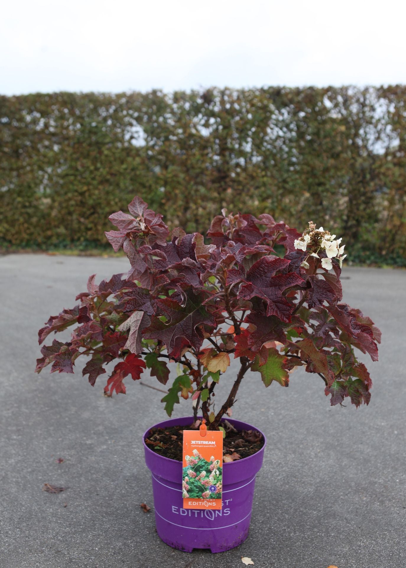 Hydrangea quercifolia ‘Jetstream’ First Editions shrub in pot with deep red autumn foliage, compact oakleaf hydrangea for seasonal garden colour