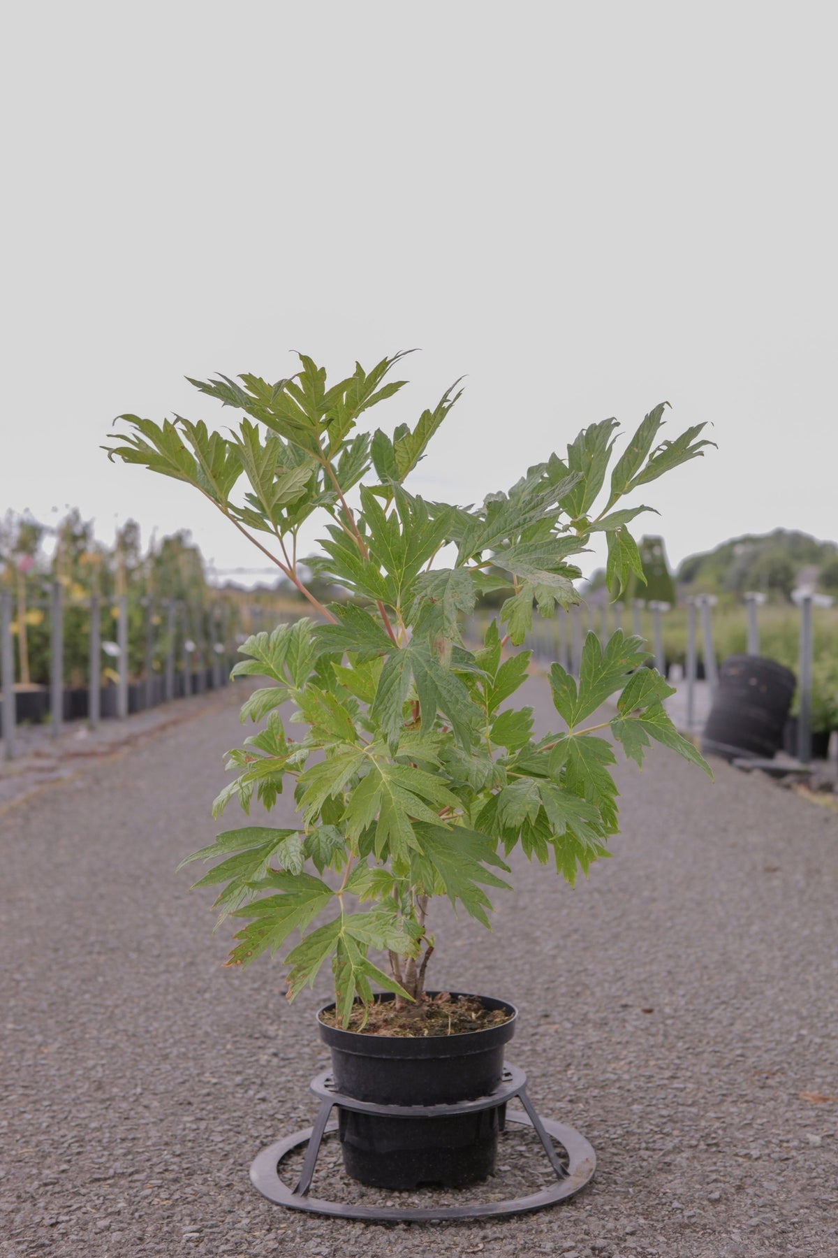 Paeonia lutea