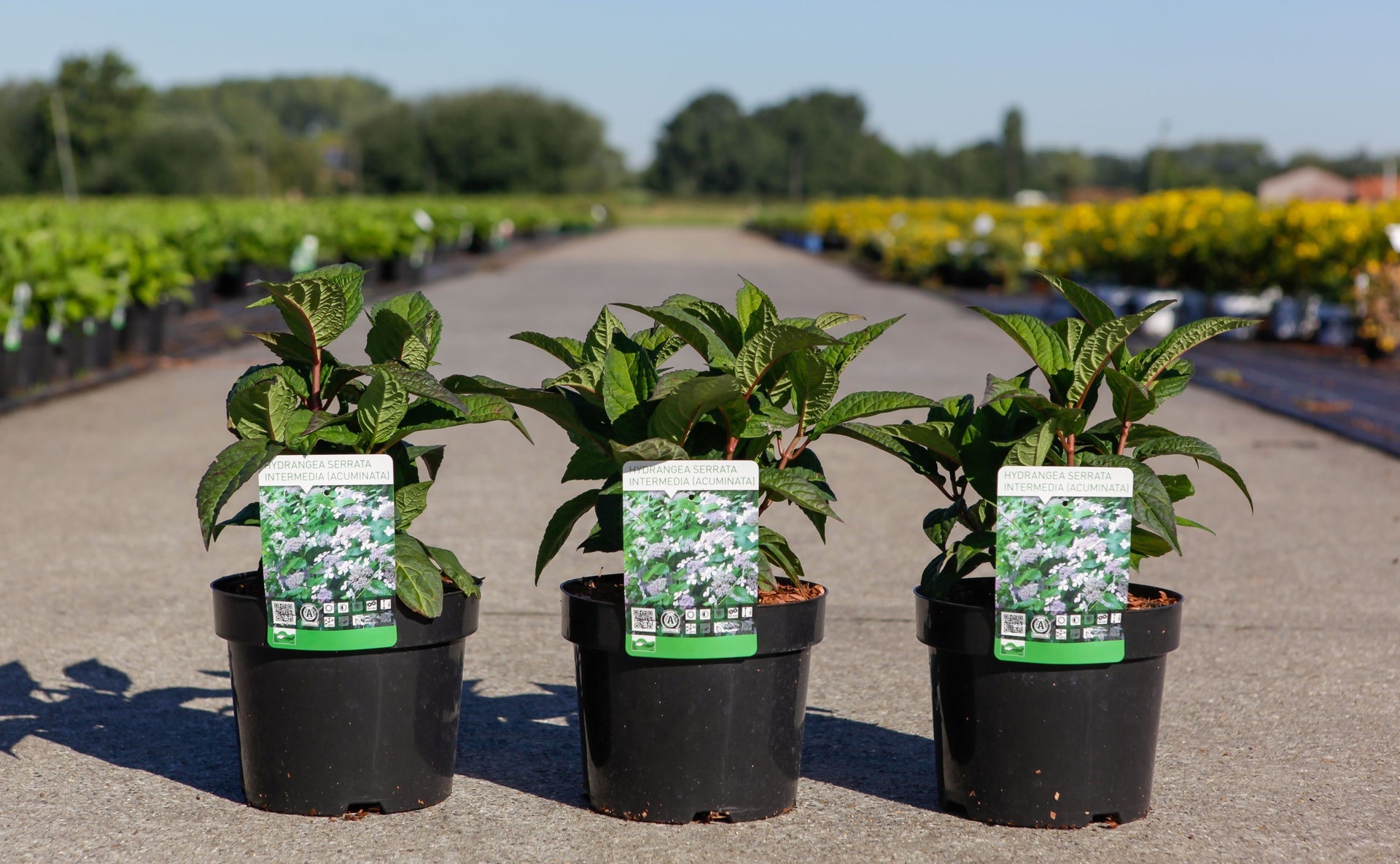 Hydrangea serrata ‘Intermedia (Acuminata)’ potted plants with fresh green foliage, lacecap hydrangea ideal for shaded garden borders