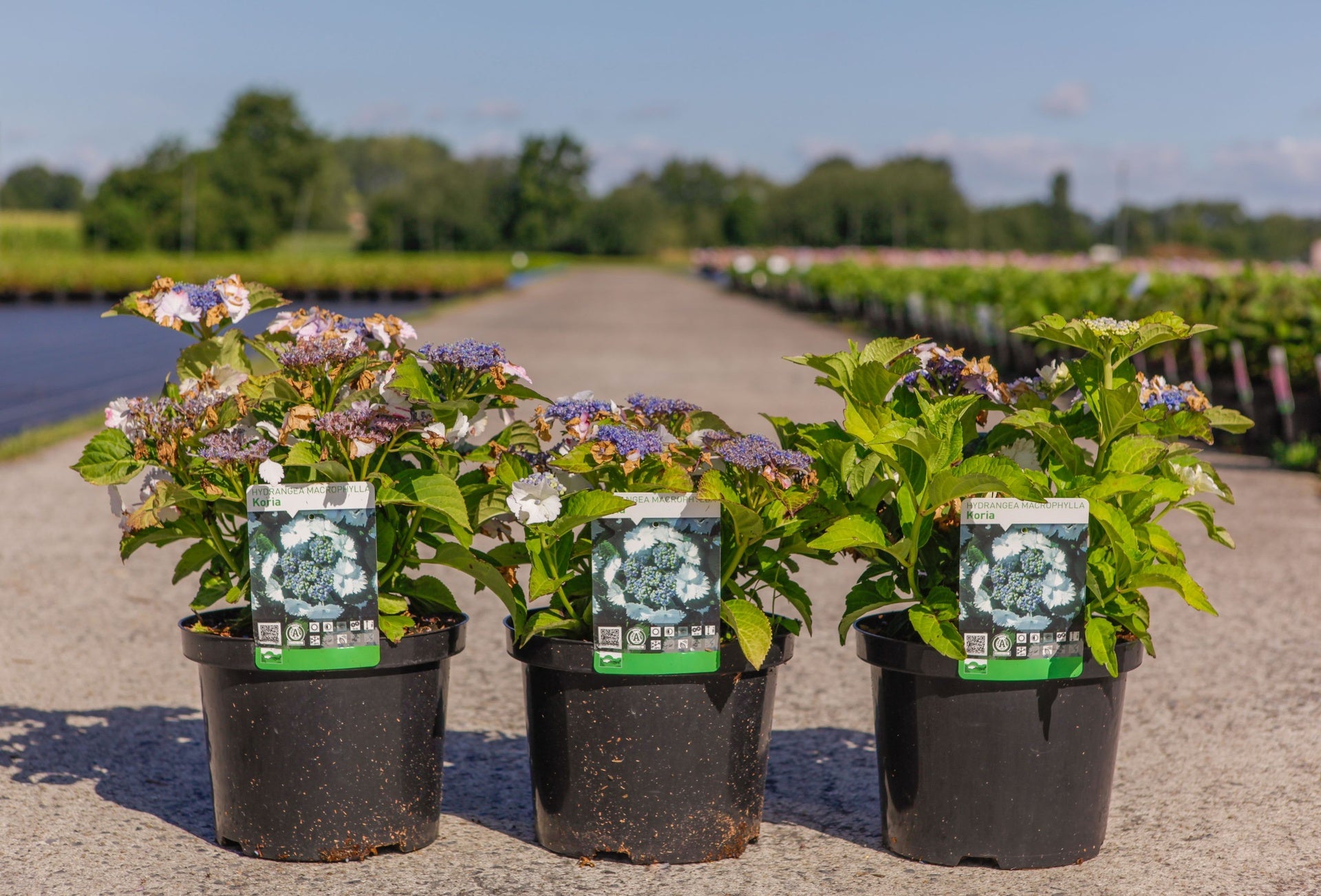 Hydrangea macrophylla ‘Koria’ potted lacecap hydrangea with soft blue centre and white outer flowers