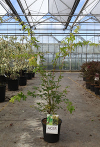 Acer palmatum 'Sangokaku'