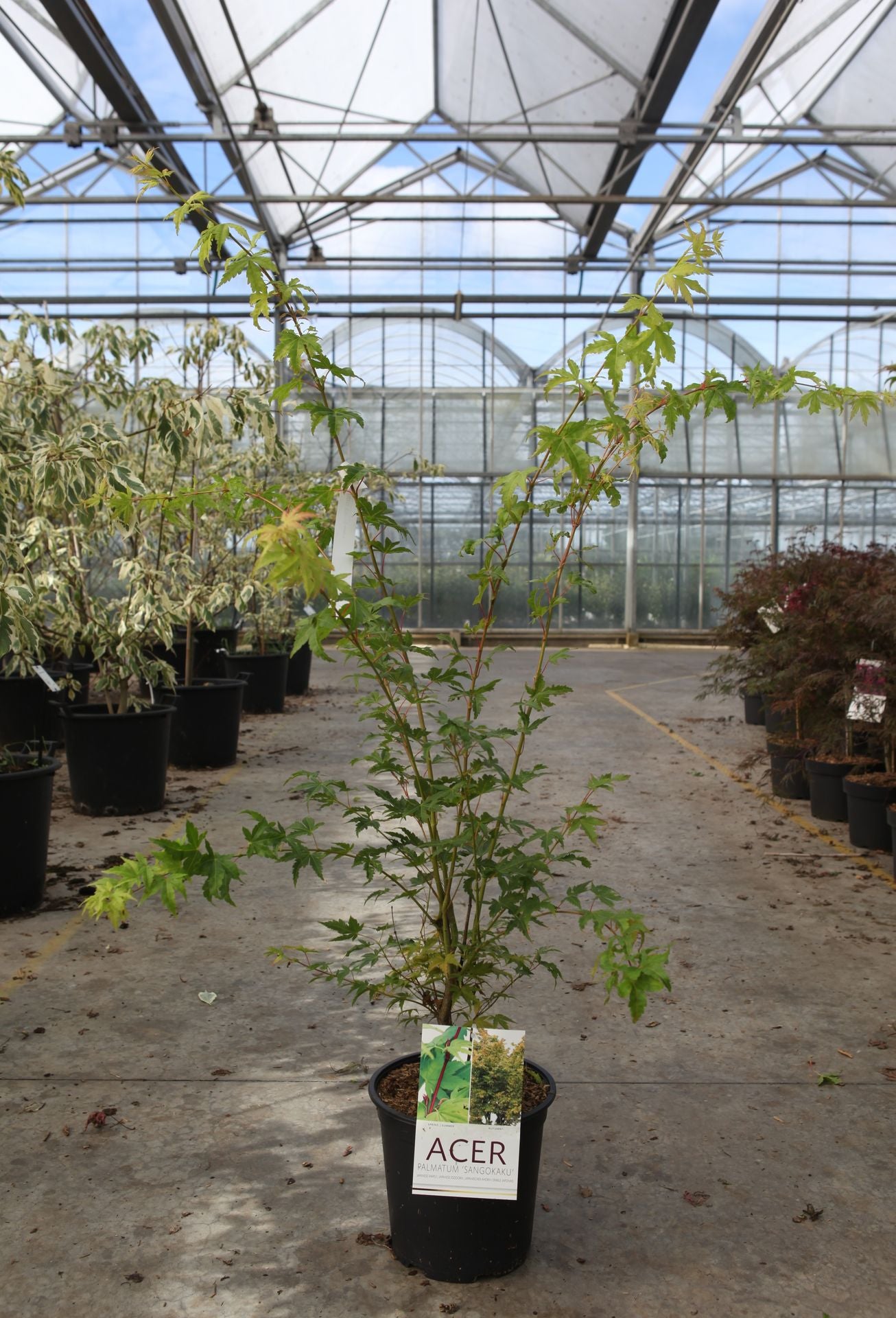 Acer palmatum 'Sangokaku'