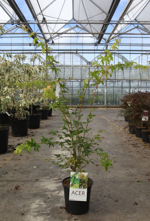 Acer palmatum 'Sangokaku'
