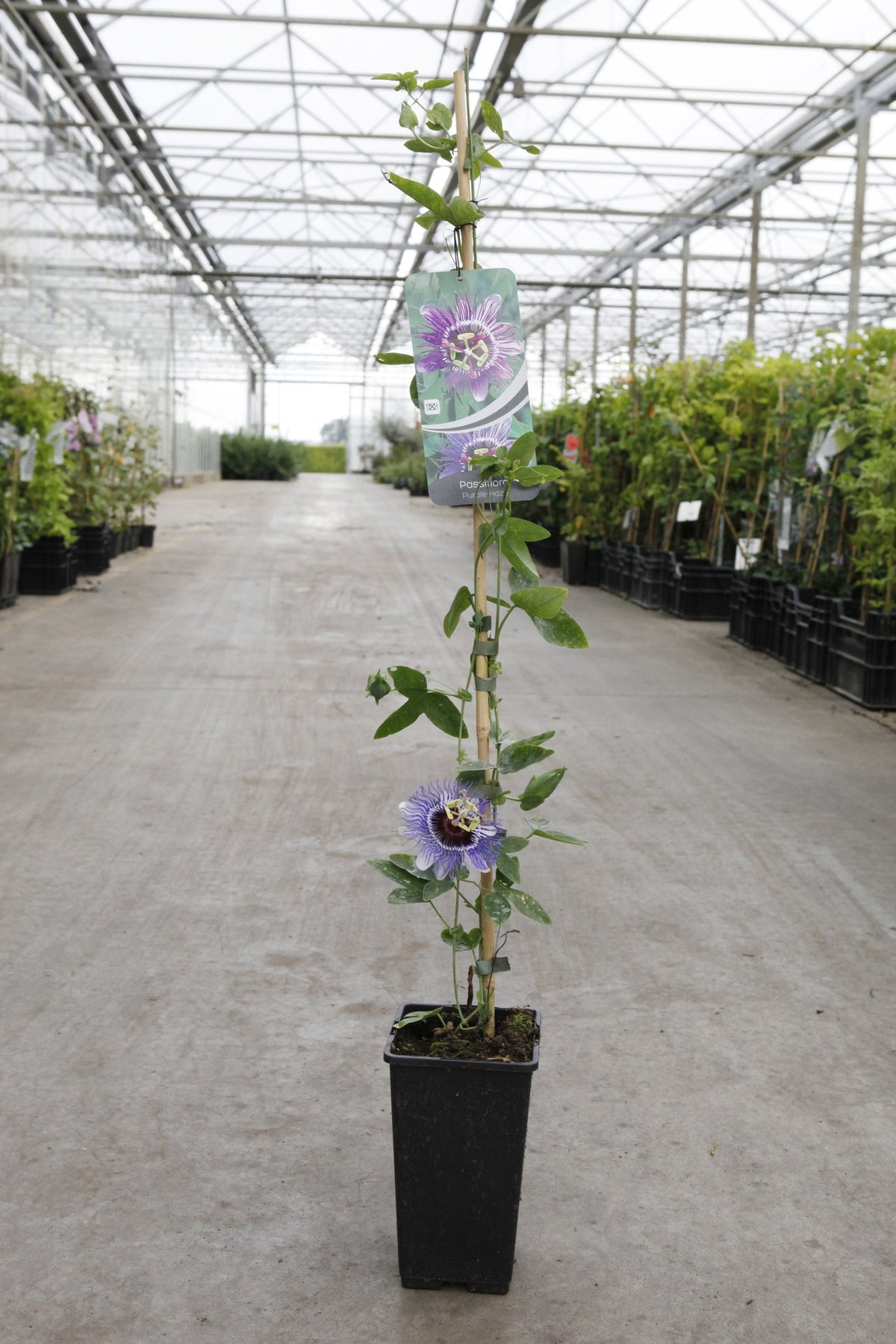 Passiflora 'Purple Haze'