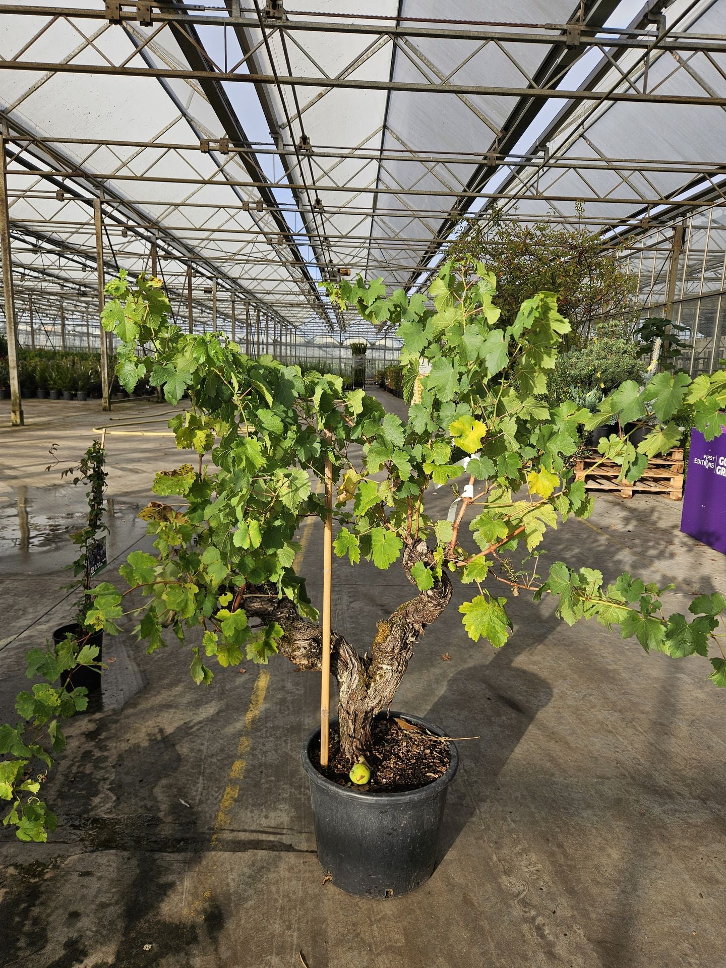 Vitis vinifera