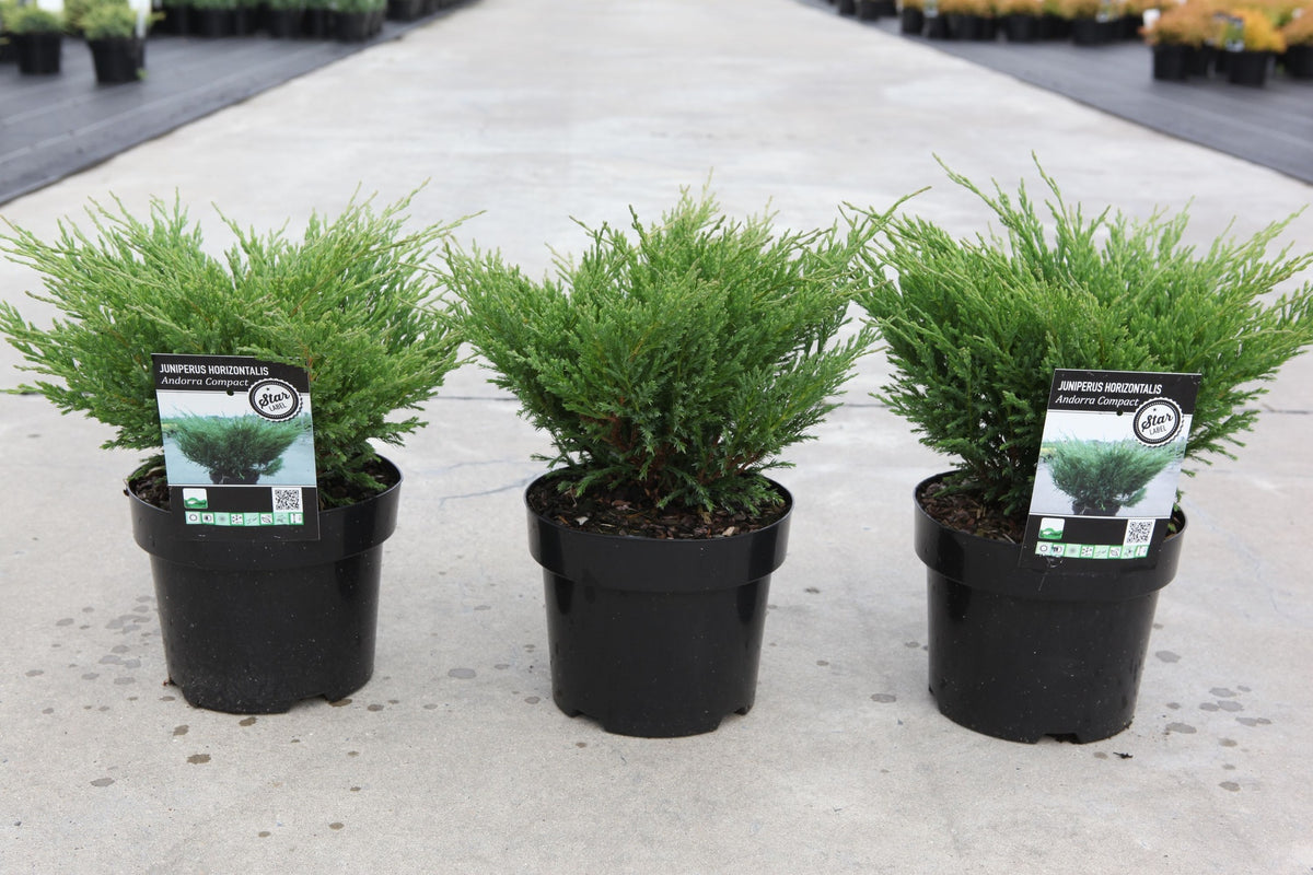 Juniperus horizontalis 'Andorra Compact'