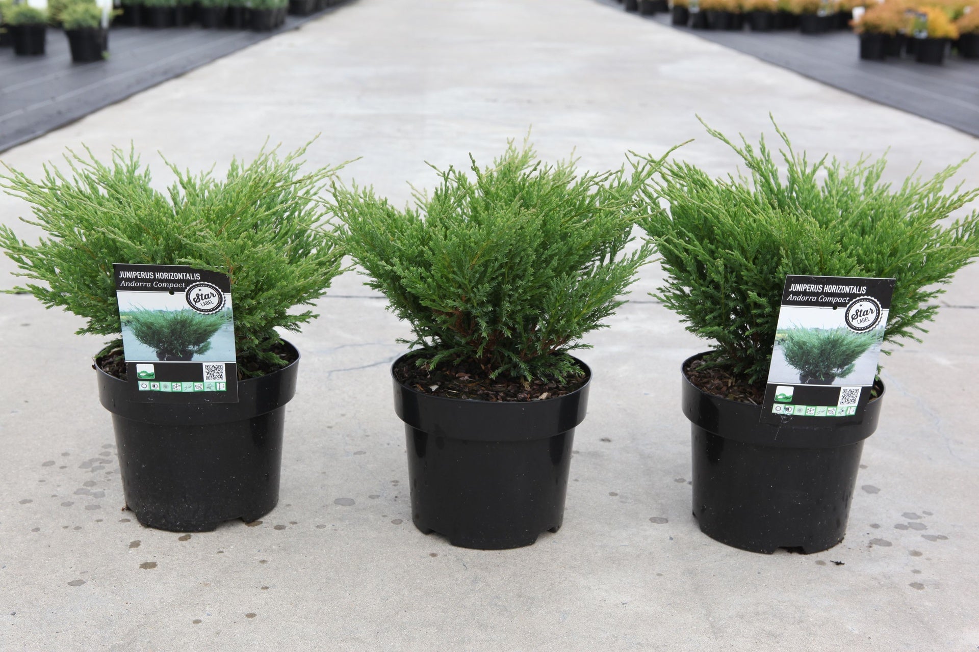Juniperus horizontalis 'Andorra Compact'