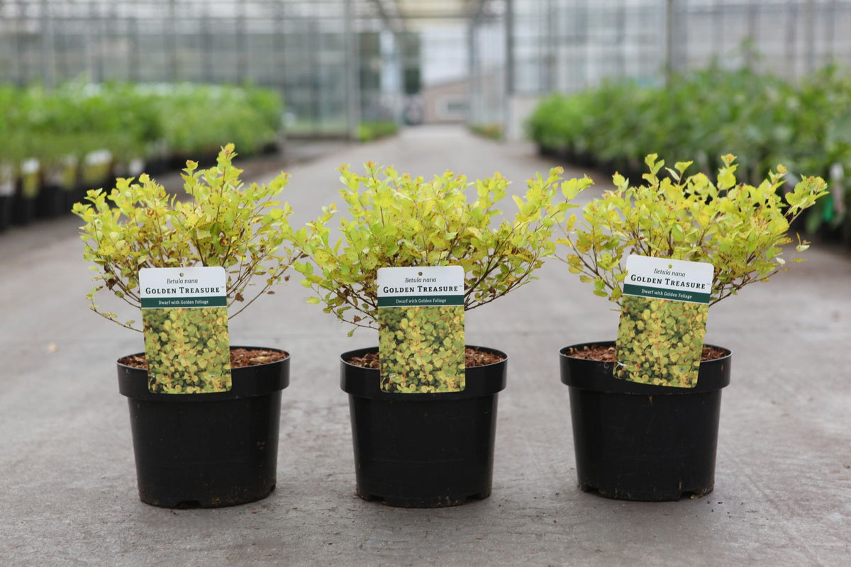 Betula nana 'Golden Treasure' (PBR)