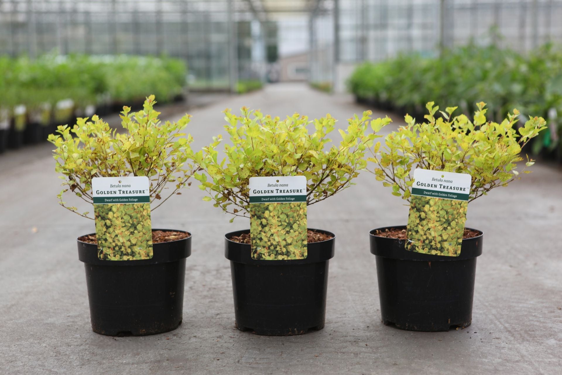 Betula nana 'Golden Treasure' (PBR)