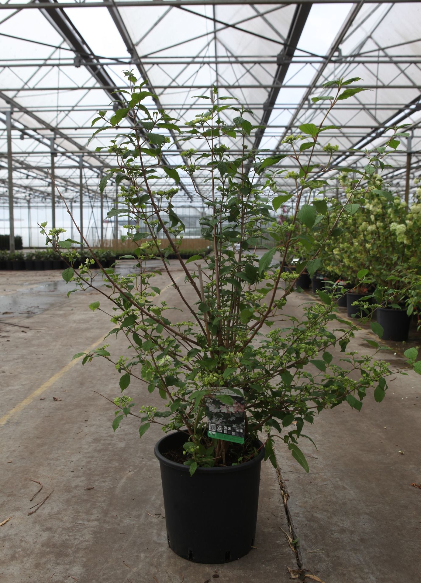 Viburnum plicatum KILIMANDJARO SUNRISE (PBR)