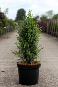 Juniperus communis 'Arnold'