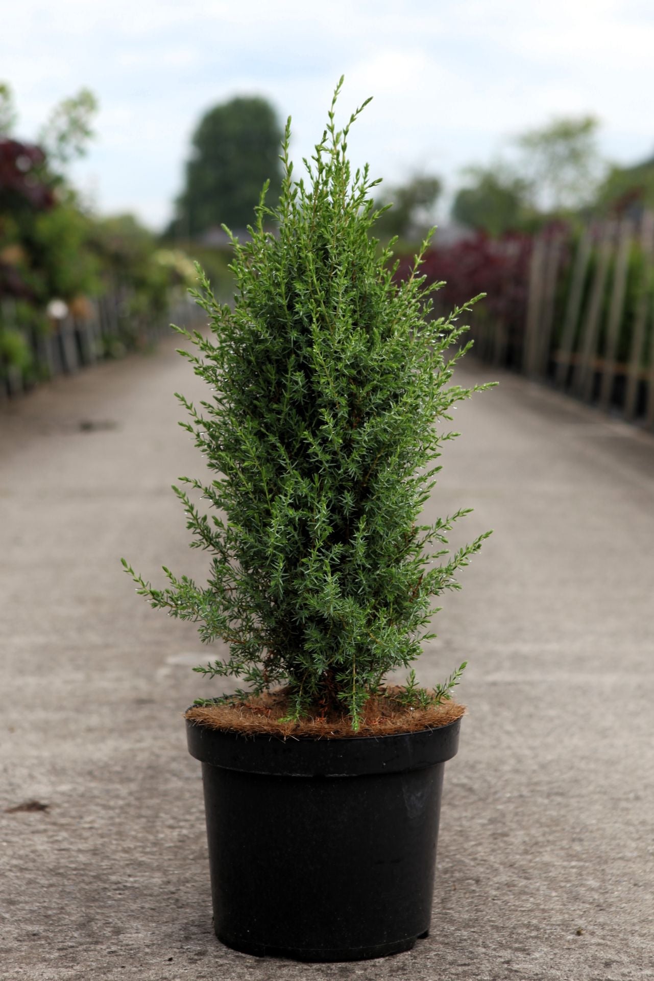 Juniperus communis 'Arnold'
