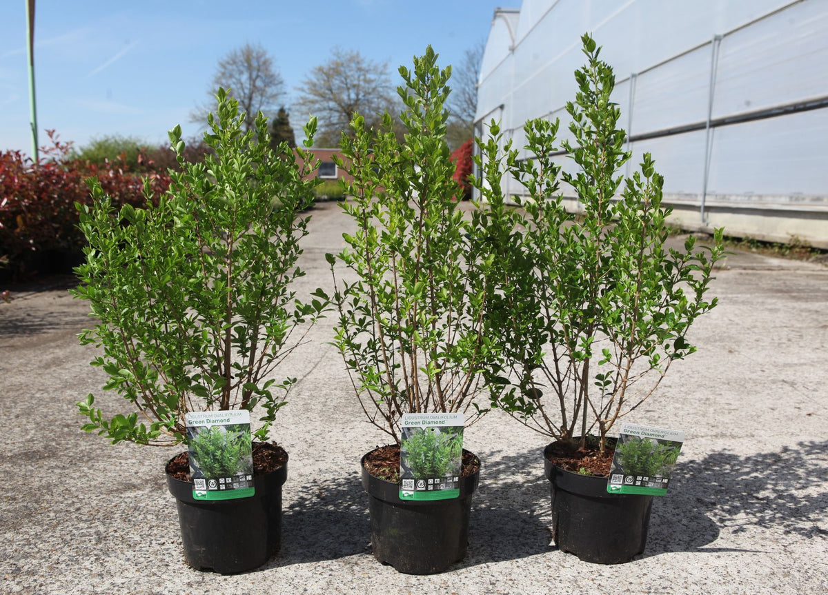 Ligustrum ovalifolium GREEN DIAMOND (PBR)