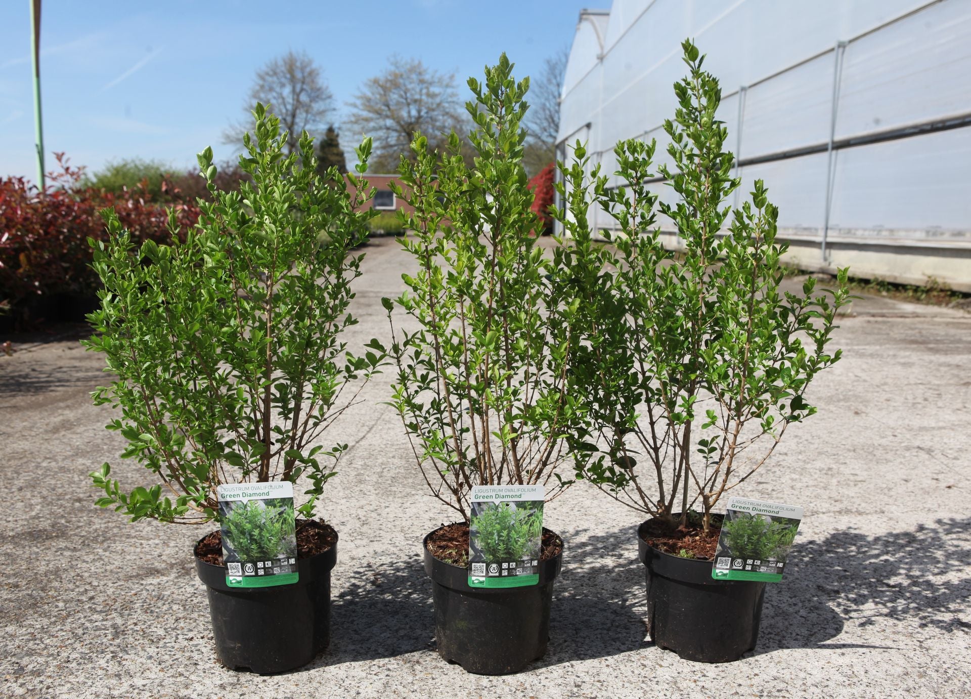 Ligustrum ovalifolium GREEN DIAMOND (PBR)