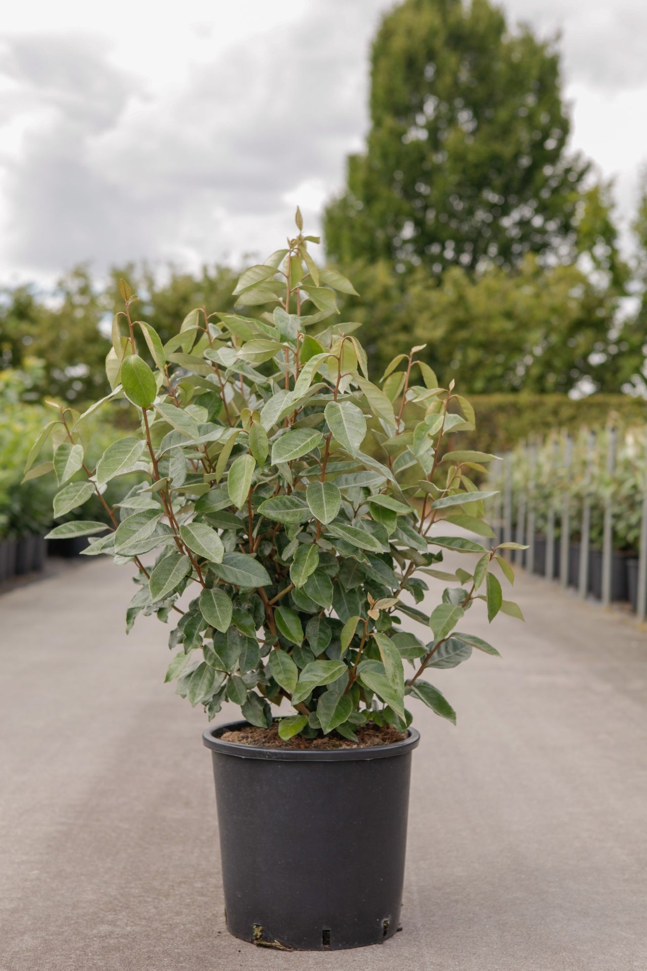 Elaeagnus ebbingei