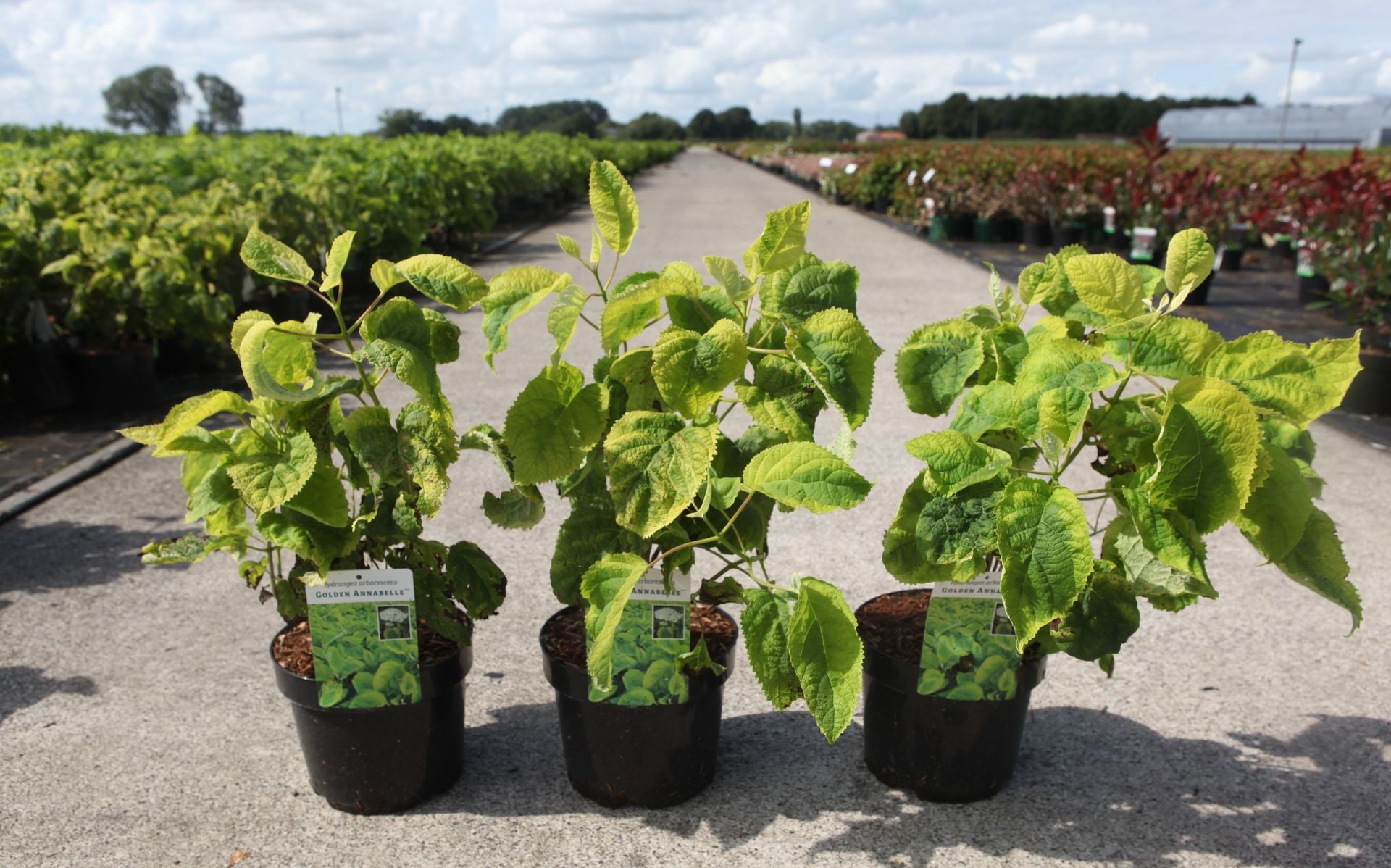 Hydrangea arborescens ‘Golden Annabelle’ smooth hydrangea with vibrant yellow-green leaves and upright growth