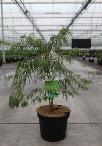 Acer palmatum 'Dissectum'