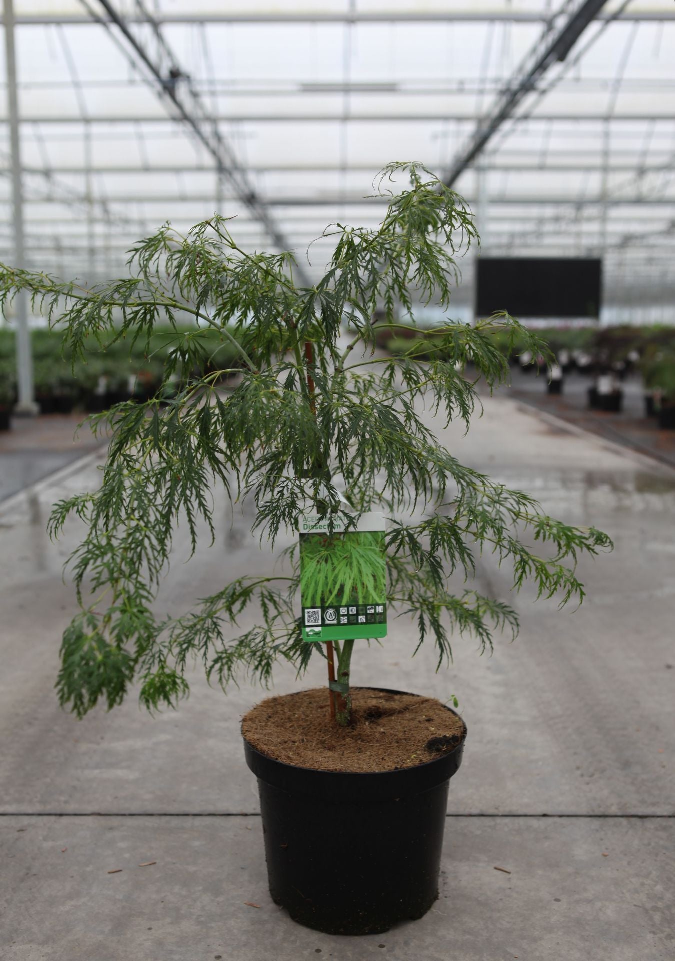 Acer palmatum 'Dissectum'