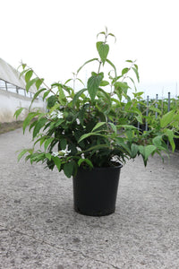 Viburnum plicatum KILIMANDJARO (PBR)