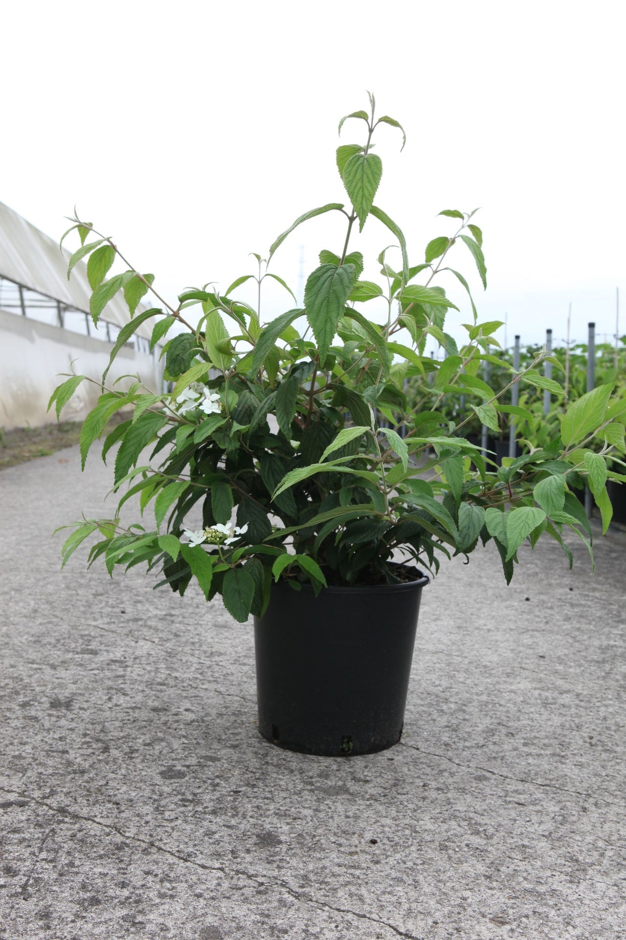 Viburnum plicatum KILIMANDJARO (PBR)