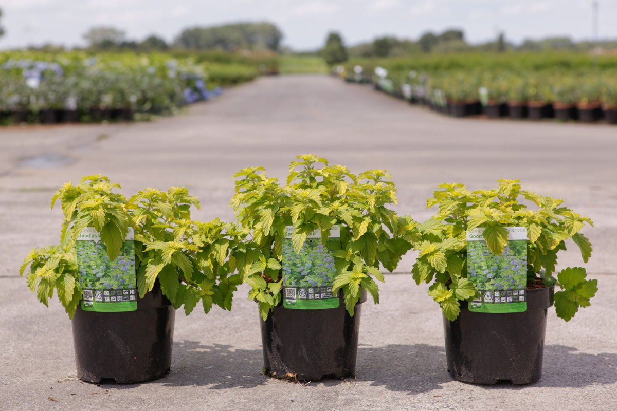 Caryopteris clandonensis GOOD AS GOLD